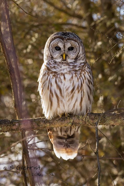 Beautiful Owl Photography, Barred Owl Tattoo, Barred Owl Drawing, Barred Owls, Owl Photography Amazing Photos, Beautiful Owls, Barred Owl Photography, Awesome Owls, Nocturnal Birds