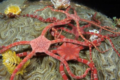 Brittle Star, Brain Coral, Habitat Destruction, Monterey Bay Aquarium, Star Ocean, Ocean Conservation, Sea Star, Ocean Creatures, Ocean Themes