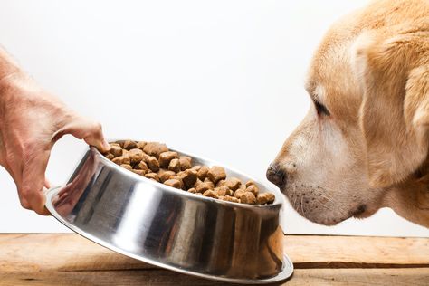 These Are The Ingredients You Should Always Avoid In Your Dog Food Grain Free Diet, Grain Free Dog Food, Canned Dog Food, Dog Food Brands, Healthy Dog Food Recipes, Human Food, Best Dog Food, Puppy Food, Food Pantry