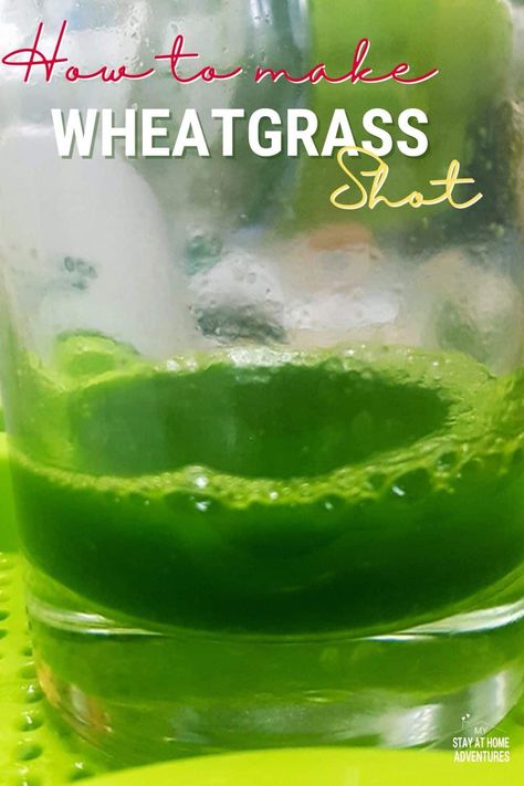 Grow Wheat Grass Indoors, Benefits Of Wheat Grass Juice, How To Grow Wheatgrass At Home, Wheatgrass Juice Recipe, Wheat Grass Recipes, Wheatgrass Shot Recipe, Wheat Grass Benefits, Wheatgrass Recipes, Wheatgrass Benefits