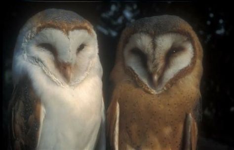 In The Dark, Owls