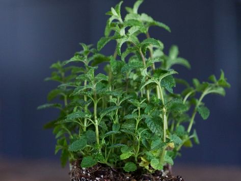 Strawberry Mint (Mentha spicata) Mint Plant Uses, Horse Mint Plant, Types Of Mint Plants, Strawberry Mint Plant, Lemon Lime Nandina, Iceberg Climbing Rose, Mint Herb, American Meadows, Strawberry Mint