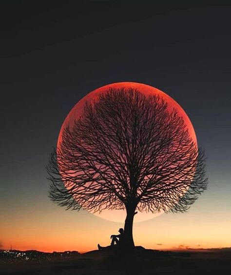 Earth Pics on Twitter: "Magical thoughts 🌙 Photo by @abdullah_evindar… " A Tree, The Sun, Sun, On Instagram, Instagram