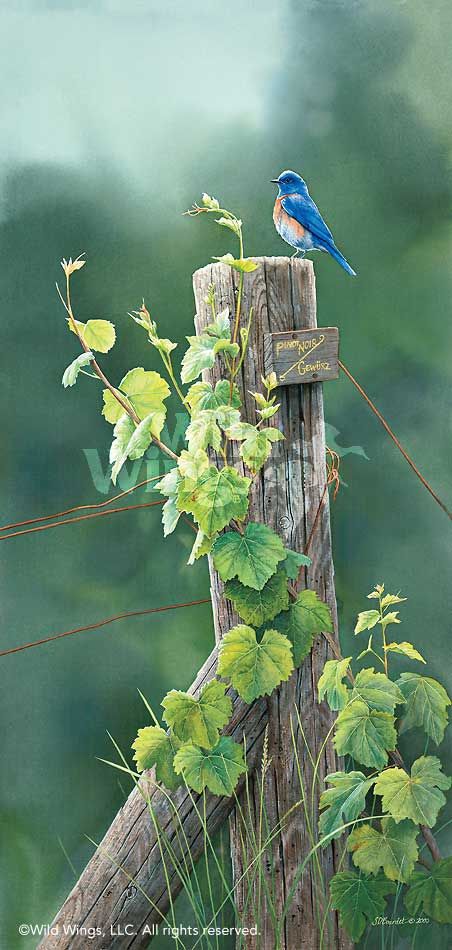 Vineyard Sentinel-Bluebird Art Collection Rustic Fences, Meditation Pictures, Watercolor Birds, Bird Photos, 수채화 그림, Art Photos, Pretty Birds, Watercolor Bird, Country Gardening