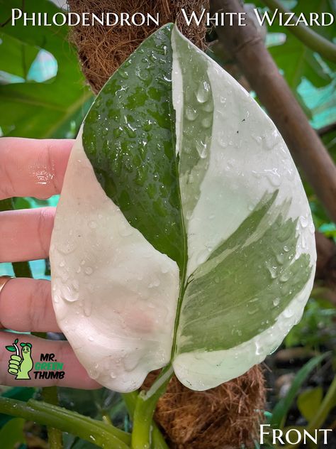 Royal Philodendron, House Greenery, White Wizard, Plant Wishlist, Green Things, Inside Plants, Plant List, Water Painting, Rare Plants