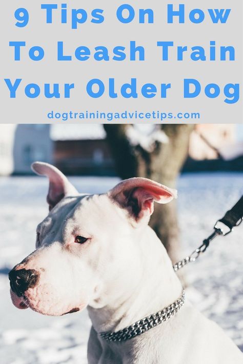 Puppy Obedience Training, Positive Dog Training, Easiest Dogs To Train, Pet Tips, Dog Behavior Problems, Basic Dog Training, House Training Dogs, Dog Training Advice, Leash Training