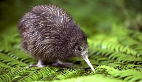 Baby Kiwi, Kiwi Bird, Flightless Bird, Exotic Birds, Bird Pictures, Pretty Birds, Little Birds, On The Ground, Animal Planet