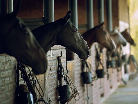 Ponies boarded at Puesto Viejo. Polo Horse, Sport Of Kings, Green Ocean, Polo Pony, All The Pretty Horses, Equestrian Life, Horse Barn, Show Jumping, Pretty Horses