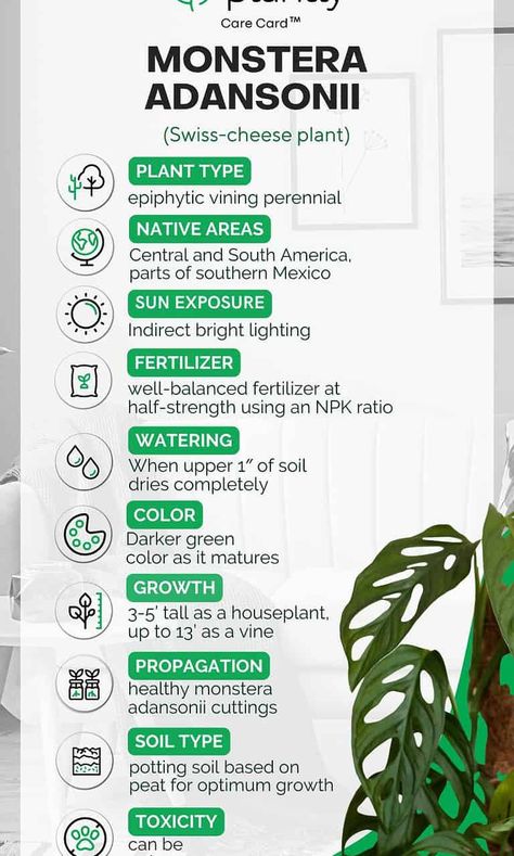 Swiss Plant Care, Swiss Cheese Monstera Care, Swiss Cheese Plant Care, Monstera Adansonii Care, Swiss Plant, Swiss Cheese Monstera, Monstera Swiss Cheese Plant, Planting Hacks, Monstera Plant Care