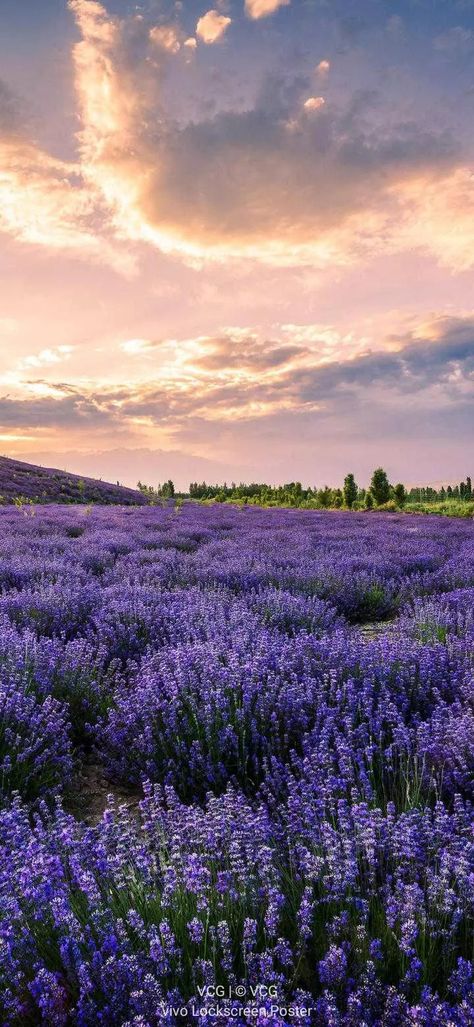 Asthetic Lavender Picture Wallpaper, Lavender Feild Pic, Flower Background Wallpaper Landscape, Lilac Sky Aesthetic, Flower Feild Pics Aesthetic, Spring Season Wallpaper, Lavender Flower Wallpaper, Lavender Field Wallpaper, Lilac Aesthetic Wallpaper