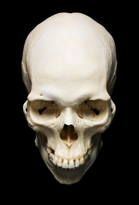 Skull. White real Skull with black background , #AD, #White, #Skull, #real, #background, #black #ad Skull Top View, Top View Reference, Skull Black Background, Wisdom Symbol, Real Human Skull, Skull Anatomy, Skull Reference, Skeleton Anatomy, Real Skull