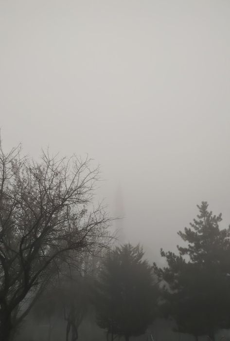 Grey Hour, Foggy Weather, Foggy Morning, Tree Photography, A Series Of Unfortunate Events, Cute Anime Profile Pictures, Anime Profile, Profile Picture, Poppies