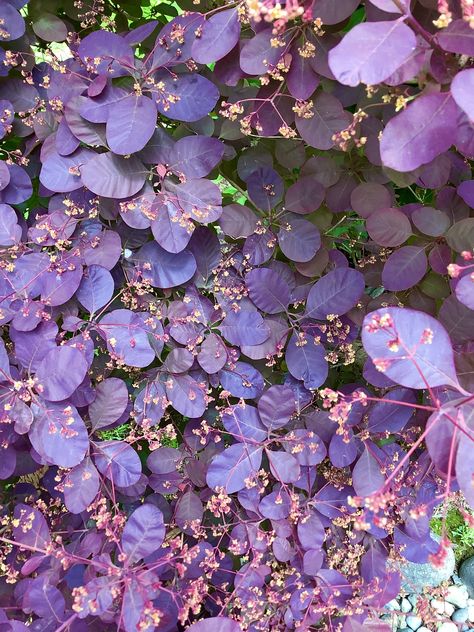 Smoke tree (Cotinus coggygria) has a lot of foliage this year. Will be bright red in the fall. Already covered in bumblebees. More so than last year. These pinkish-purple buds are just developing and will become clusters of blooms long into summer that gives the tree a smoky appearance. This variety’s leaf is much smaller than other varieties. Cotinus Coggygria, Front Landscape, Fashion Design Classes, Pinkish Purple, Front Landscaping, Woodland Garden, Tree Leaves, Reference Photos, In The Fall