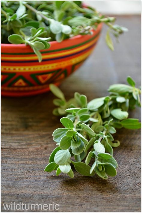 Top 6 Benefits & Uses of Marjoram For Health, Skin & Hair (Sweet Marjoram | Origanum Majorana) Sweet Marjoram, Origanum Majorana, Calendula Benefits, Lemon Benefits, Coconut Health Benefits, Natural Antibiotics, Benefits Of Coconut Oil, Healthy Oils, Marjoram