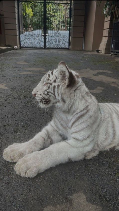 Baby White Tiger, Snow Tiger, Baby Tigers, Tiger Wallpaper, Exotic Cats, Animal Icon, Pet Tiger, Baby Tiger, Pretty Animals