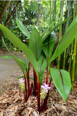 British Colonial Garden, Bali Gardens, Growing Ginger Indoors, Tropical Backyard Landscaping, Indoor Plants Styling, Ginger Plant, Tropical Garden Design, Tropical Backyard, Plant Varieties