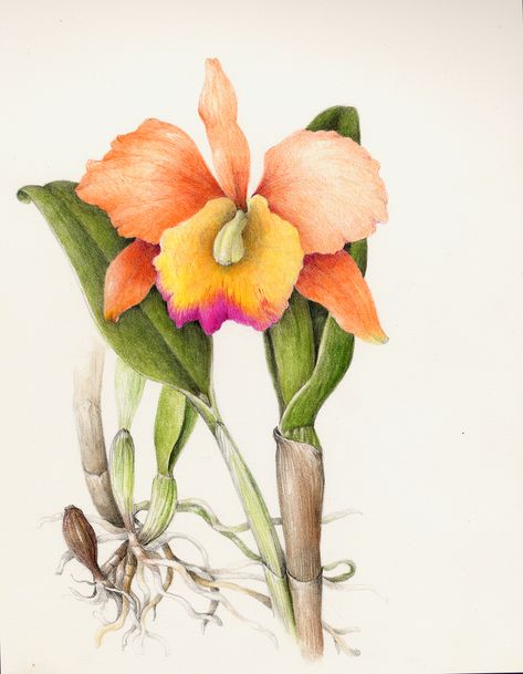 Flowers Gallery — Botanical Artist & Illustrator, Learn to draw Art Books, Art Supplies, Workshops Cattleya Orchid Drawing, Draw Botanical, Graphic Design Illustrator, Orchid Drawing, Zinnia Elegans, Hydrangea Quercifolia, Beautiful Flower Drawings, Oakleaf Hydrangea, Cattleya Orchid