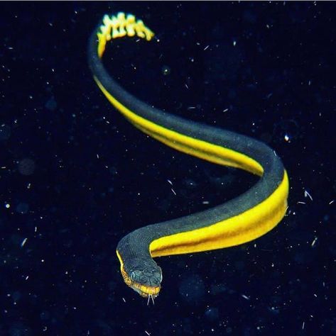 One of the most widely distributed snakes in the world, the yellow-bellied sea snake can be found in tropical oceanic waters except for the Atlantic Ocean. Highly venomous, they are "float-and-wait" predators, passively drifting in the water waiting for fishes to come near.  Photo credit: @gutsytuason Yellow Bellied Sea Snake, Illustration Fundamentals, Sea Snakes, Water Snakes, Cooking Goals, Snake Tail, Creature Ideas, Water Snake, Snake Illustration