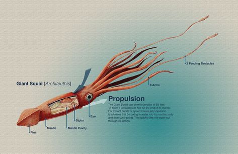 giant squid anatomy Squid Anatomy, Magnapinna Squid, Squid Alien, Sea Life Artwork, Life Artwork, Giant Squid, Alien Tattoo, Ocean Aesthetic, Animal Anatomy