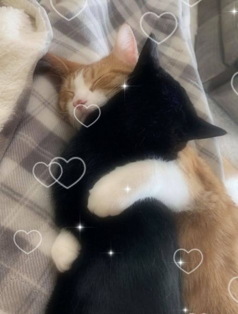 Black Cat And Orange Cat Couple, Silly Guy, Cat Couple, Cat Cuddle, Cute Kawaii Animals, Aesthetic Cat, Two Cats, Orange Cats