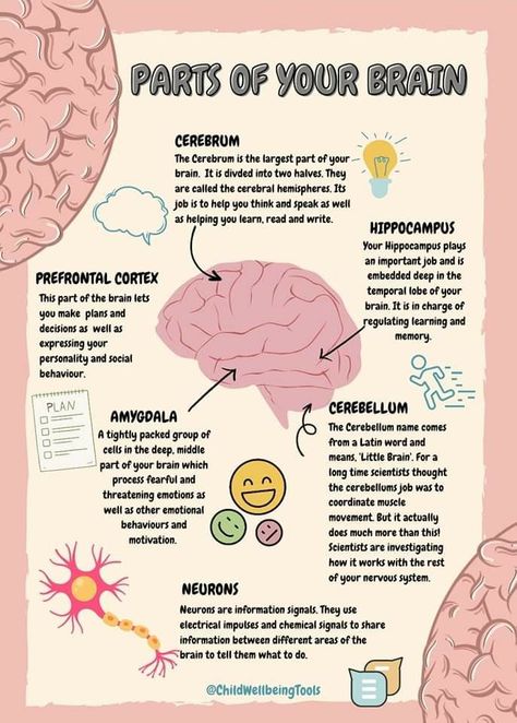 Psychology A Level, Dream Psychology, Learning Psychology, Psychology Careers, Ap Psychology, Psychology Notes, Psychology Studies, Basic Anatomy And Physiology, Nurse Study Notes