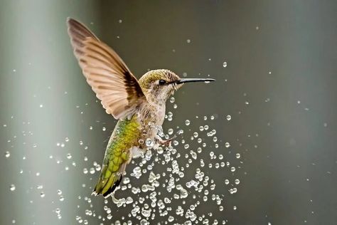 Make a DIY Hummingbird Mister Birdbath | Family Handyman Water Feature Diy, Sugar Water For Hummingbirds, Hummingbird Water, Baby Hummingbirds, Hummingbird Photos, Hummingbird Nests, Diy Bird Bath, Hummingbird Garden, Diy Birds