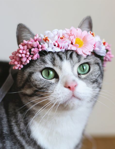 Cat with flower crown. Princess Cat Cat With Flower Crown, Cats With Flowers, Cat Flowers, Dog Flower, Kittens Funny, Cat Aesthetic, Cat Care, Cats Meow, All About Cats