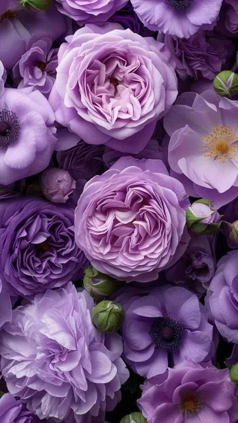 Flores Wallpaper, Purple Flowers Wallpaper, Beautiful Flowers Images, Purple Peonies, Flower Therapy, Online Game, Flower Phone Wallpaper, Beautiful Flowers Pictures, Pretty Wallpaper Iphone