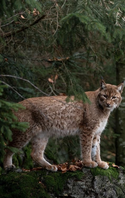 Picture of a bobcat. #Animals #Bobcat National Park, Forest, Animals