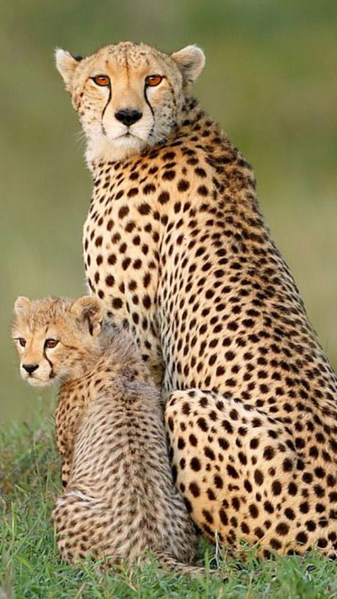 Cheetah Pictures, Wild Cat Breeds, Savanna Animals, Small Wild Cats, Wild Animal Wallpaper, Cheetah Cubs, Wild Animals Pictures, Cheetahs, Funny Animal Memes