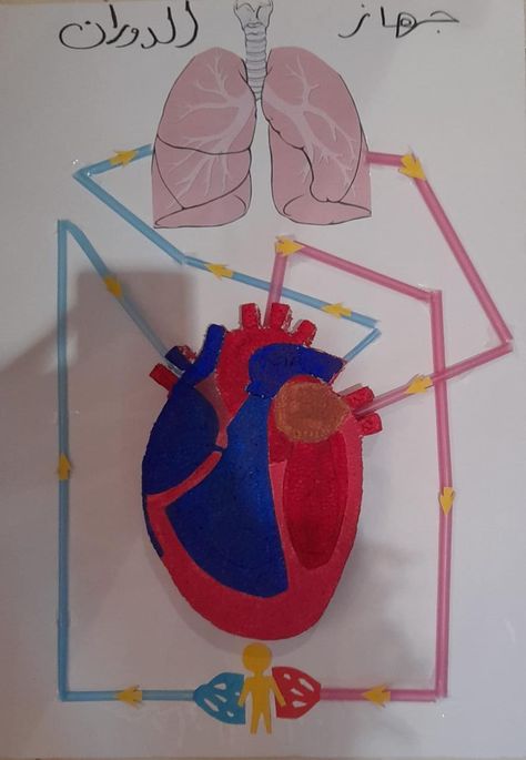 افكار لمشروع ماده العلوم ~ Circulatory System Projects Models, Circulatory System Model, Biology Models, Circulatory System Projects, Circulatory System For Kids, Body Systems Project, Biology Projects, Heart Model, Matter Science