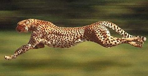 Cheetah Running, Wow Photo, Baby Cheetahs, Pet Day, Cheetahs, Large Cats, African Animals, Exotic Pets, Beautiful Cats