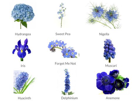 Cheat Sheets to Spring Wedding Flowers - WeddingPlanner.co.uk Blue Flowers For Bouquet, Blue Flowers Name, September Wedding Flowers Blue, Steel Blue Flowers, June Wedding Flowers Blue, Blue Flower Names, Flowers By Season, Blue Summer Flowers, Types Of Blue Flowers