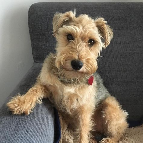 Schnauzer x Welsh Terrier = Wowauzer Miniature Schnauzer Puppy, Schnauzer Breed, Scruffy Dogs, Female Dog Names, Schnauzer Mix, Lakeland Terrier, Miniature Schnauzer Puppies, Welsh Terrier, Dog Mixes