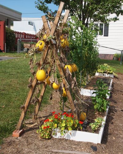 Vertical spaghetti squash garden. Winter Squash Trellis, Hanging Squash Garden, Spaghetti Squash Trellis, Spaghetti Squash Growing, Trellis Butternut Squash, Tromboncino Squash Trellis, Spaghetti Squash Plant, Pumpkin Trellis, Squash Trellis