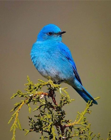 Mountain Bluebird, Amazing Birds, Big Animals, Bird Photo, Colorful Birds, Ocean Life, Bluebird, Beautiful Butterflies, Birdy