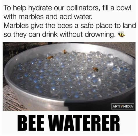 43 Great Pics And Memes to Improve Your Mood - Funny Gallery نباتات منزلية, Save The Bees, Cool Stuff, Bee Keeping, Useful Life Hacks, Permaculture, Dream Garden, Plant Life, Garden And Yard