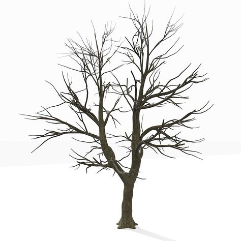 Leafless Tree, Bare Tree, Tree Images, Tree Drawing, Autumn Trees, Free Wallpaper, Drawing Reference, Photo Gallery, Trees