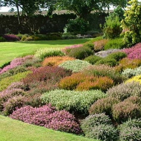 Scottish Heather Plants Heather Gardens, Lakeside Garden, Scottish Heather, Heather Plant, Cheap Plants, Evergreen Garden, Creative Landscape, Plant Seedlings, Small Shrubs