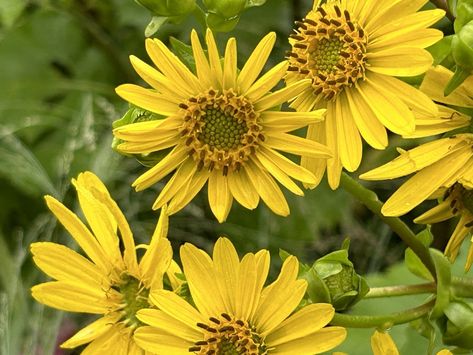 cup plant (Silphium perfoliatum) Plant In Cup Ideas, Monkey Cup Plant, Cup And Saucer Plant, Asplenium Antiquum, Sarah Ross, Plant Life Tumbler, Cup Plant, Container Garden, Twitter Instagram