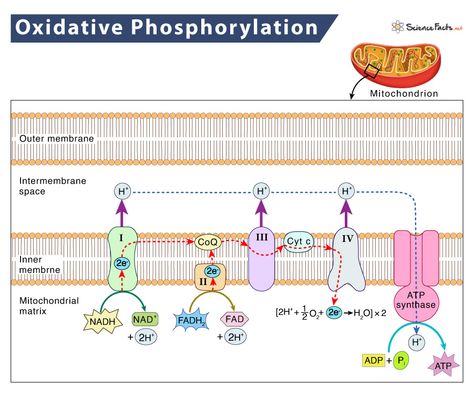 Oxidative Phosphorylation – Definition, Location, & Steps Biology Prints, Cellular Biology, Oxidative Phosphorylation, Biochemistry Notes, Biology Diagrams, Biology College, Electron Transport Chain, Redox Reactions, Krebs Cycle