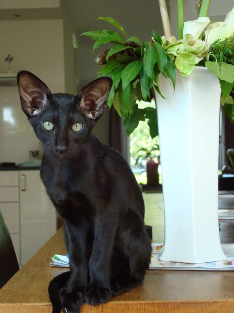 Black Siamese Cat  Beautiful cat. I love how this cat looks. So serious. Incensewoman Black Siamese Cat, Cornish Rex, Siamese Kittens, Devon Rex, A Black Cat, Cat Aesthetic, Cat Wallpaper, Sphynx, Siamese Cats