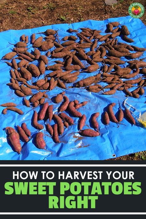 Harvesting Sweet Potatoes, When To Harvest Sweet Potatoes, Harvest Sweet Potatoes, Sweet Potato Varieties, Grow Sweet Potatoes, Kitchen Garden Ideas, Sweet Potato Slips, Container Potatoes, Sweet Potato Plant