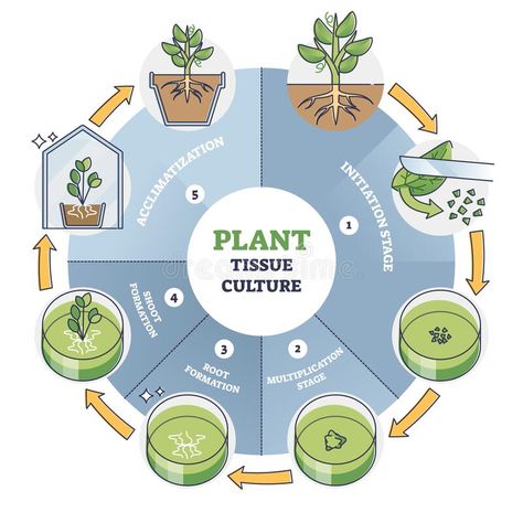 Plant Cell Drawing, Photosynthesis Activities, Plant Tissue Culture, Tissue Biology, Biology Plants, Plant Physiology, Cell Culture, Plant Activities, Process Infographic