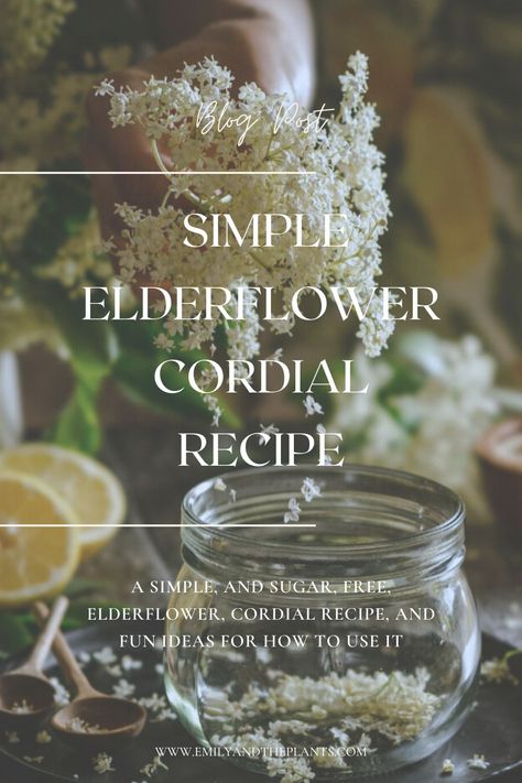 Elderberry Cordial Recipe, Elderflower Cordial Recipe, Homemade Cordial, Medical Garden, Elderflower Recipes, Elderflower Champagne, Cocktail Bar Design, Elder Flower, Cordial Recipe