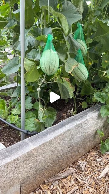 Melon Trellis, Ship Sails, Mesh Bags, Amazon Shop, Tomato Plants, Yard Work, Raised Garden Beds, Raised Garden, Garden And Yard