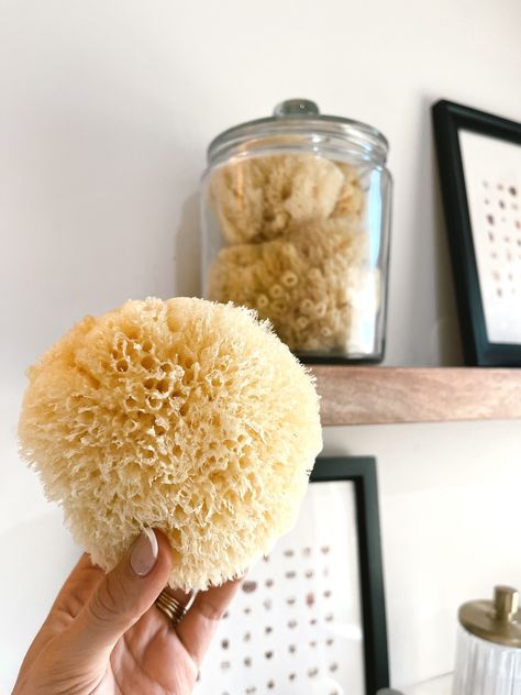 Real Natural Sea Sponges Multipack … curated on LTK Natural Sea Sponge, Sea Sponge, In Bathroom, Beauty Care, Body Care, Bath, Beauty