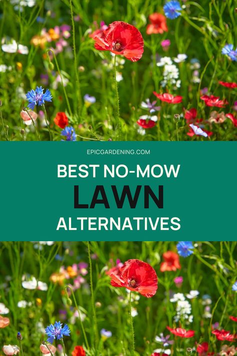 Are you tired of dragging your lawnmower out of the garage? If so, then consider replacing your traditional lawn with a no-mow alternative! While the image of the typical American lawn has always been one of lush green grass, more people are beginning to see the downsides associated with the constant mowing, fertilizing, and watering required to maintain a healthy grass lawn. Check out our favorite easy-care lawn alternatives and discover a low-maintenance solution that's perfect for you! No Mow Lawn For Dogs, Replace Grass Lawn Alternative, No Mow Lawn Grass Alternative, No Mow Lawn, No Grass Yard, Replace Lawn, Clover Lawn, Grass Alternative, No Mow Grass