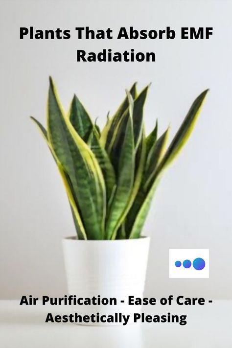 Which Houseplants Absorb EMF Radiation? These 6 plants will help with EMF and look great doing it. Radiation Exposure, Emf Radiation, Household Plants, Plant Help, Peach And Lily, Home Health Remedies, Healthy Benefits, Body Energy, Workout Chart