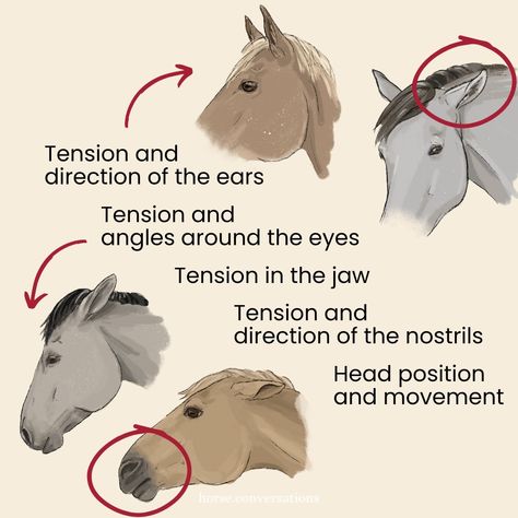 These numbers are what scientists have found in observing horses. Yes, they are capable of 17 different face expressions and show around 90 different behaviors - all to communicate. So when your horse speaks, can you read it? Learning the Horse Language is learning to see and to become aware. Everything you want to know about how they are feeling, you can learn to see. These expressions are well documented and sorted in the Equine Ethogram. It's a dry summarisation, listening all the express... Horse Language, Different Face Expressions, Horse Knowledge, Face Expressions, The Horse, Scientists, Horses, Reading, Feelings